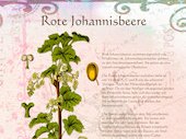 Johannisbeere rot